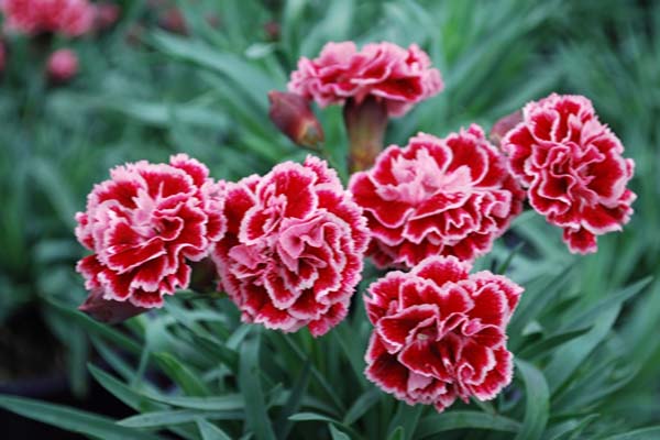 Nguồn gốc hoa cẩm chướng